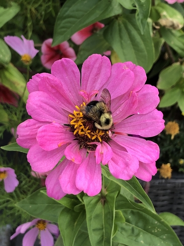 Busy Bee Thunder Bay, Ontario, CA