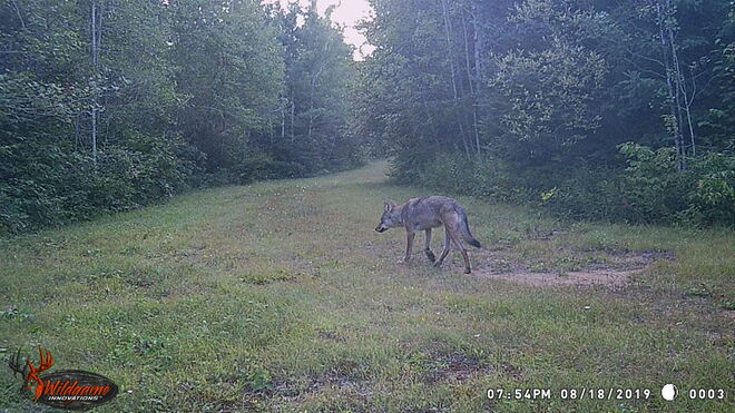 A Pair Of Coyote Caught On Camera Kenabeek, ON