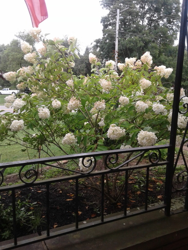 Our Snowball tree in bloom Scotland, ON