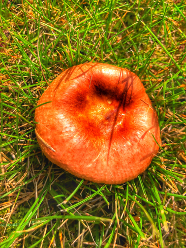 Iridescent Mushroom, shiny from the-endless !- rains ! Edmonton, Alberta, CA