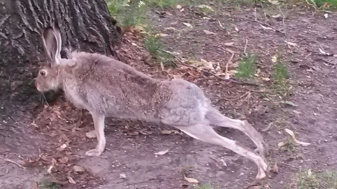 Hare doing a push-up Saskatoon