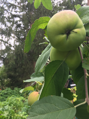 Les pommes, c’est pour bientôt. Saint-Jean-de-Dieu, Québec, CA
