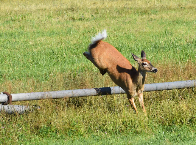 White-tailed Deer Greenwood, BC