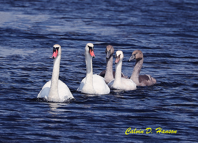 Family of Mute Swans Ingleside, ON