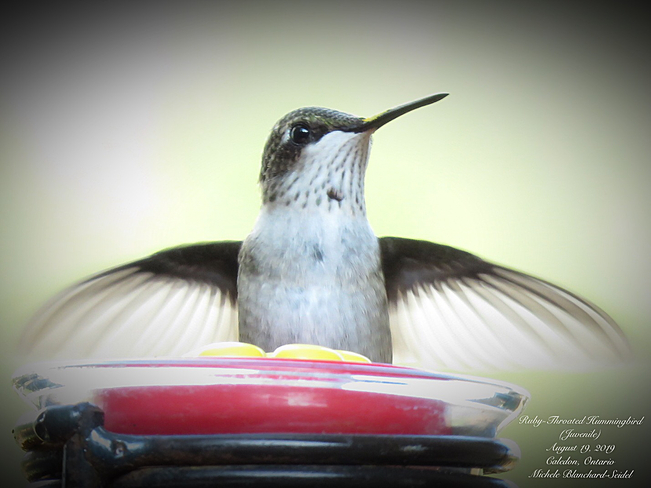 Juvenile Ruby-Throated Hummingbird Caledon Village, Ontario, CA