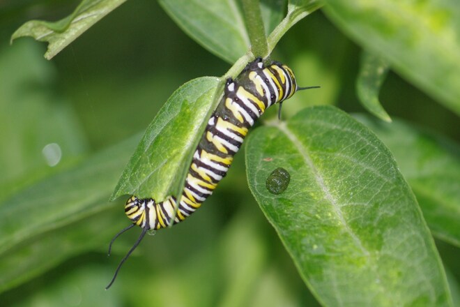 Monarch Caterpillar on Milkweed Ottawa, Ontario