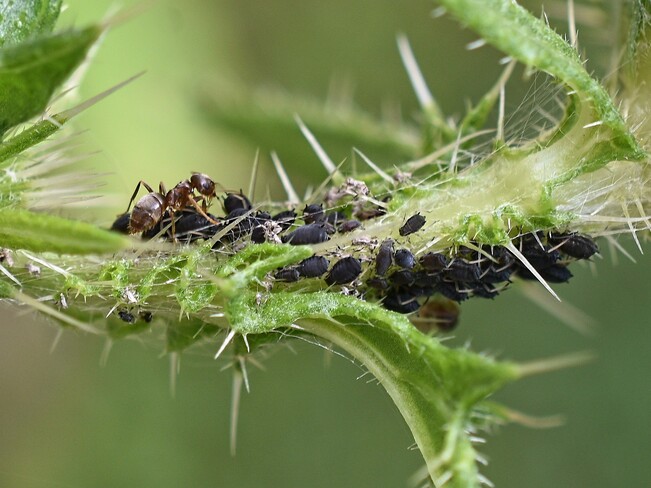 Ants and Aphids Goderich ON