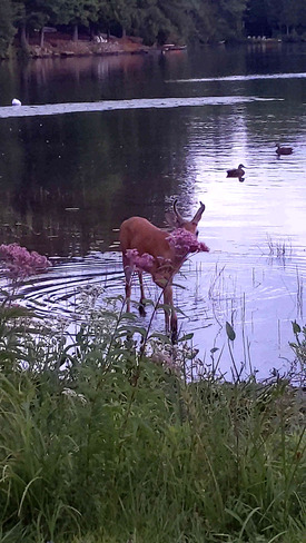 Young Deer visiting Wood Lake Bracebridge, Ontario