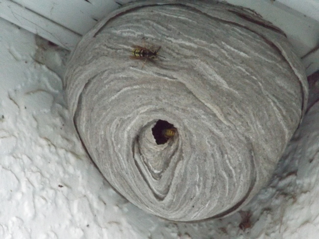 wasp nest thunder bay