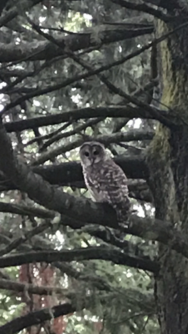 Owl in Centennial Park Mission, British Columbia, CA