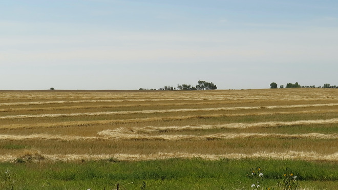 Typical field in Southeast Saskatchewan Francis, Saskatchewan