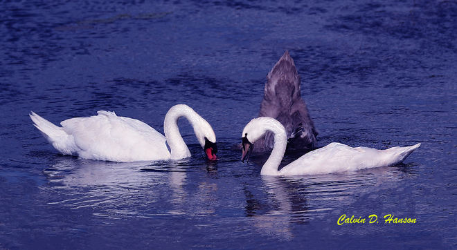 Mute Swans feeding South Stormont, ON