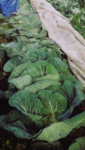 fresh Cabbage in our garden Starland No. 47, AB