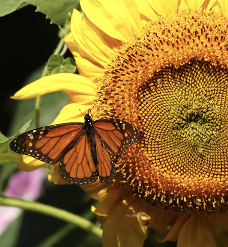Monarch on the Sunflower Greater Napanee, Ontario, CA