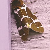 Papillon girafe