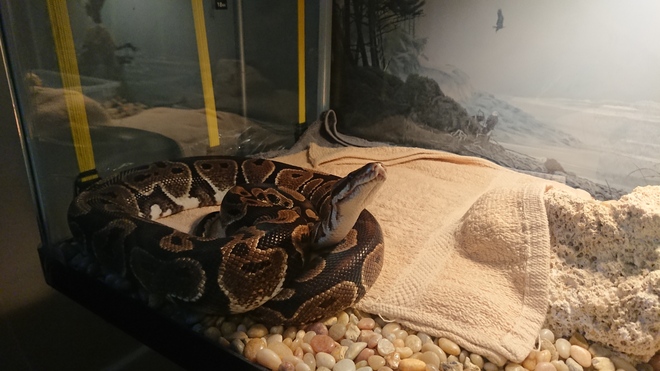Our very affectionate ball python waiting to come out Ottawa, ON