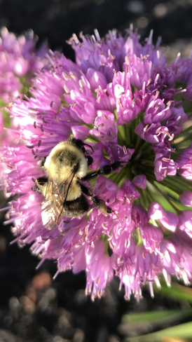 Bees Perth, Ontario, CA