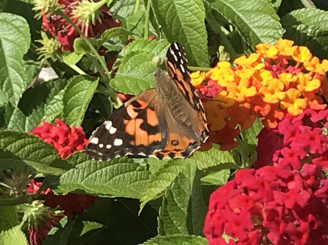 Papillon Contrecoeur, Québec, CA