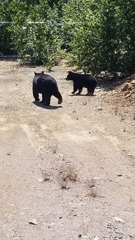 Momma bear and her cub Levack, ON
