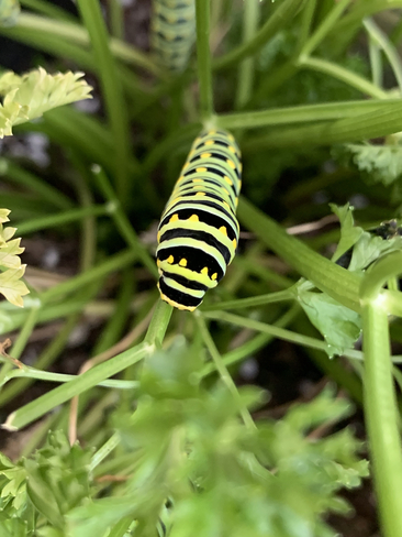 Caterpillar Burlington, Ontario, CA