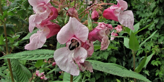 Le bourdon dans les fleurs Chambord, QC