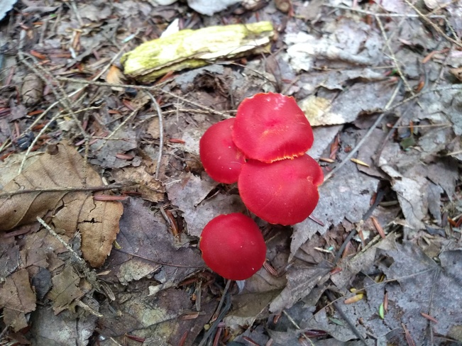 Champignon d'automne dans le bois Kingsey Falls, QC