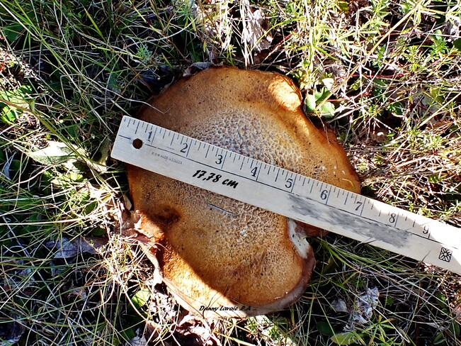 Ce très gros champignon . St-André de Kamouraska