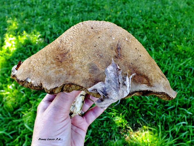 Ce très gros champignon . St-André de Kamouraska