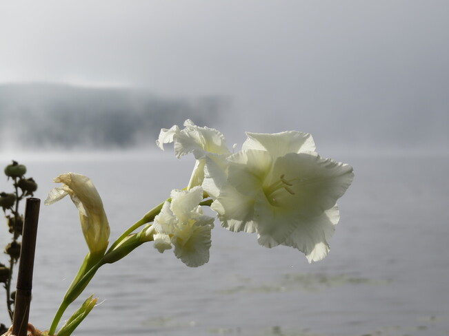 Fleurs et brouillard. Lac Magog, Québec