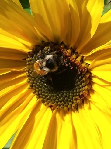 L'abeille au travail Saint-Émile, La Haute-Saint-Charles, Québec, QC