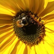 L&#39;abeille au travail