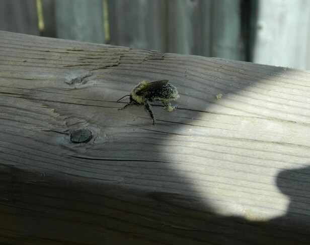 Bee Bradford West Gwillimbury, ON