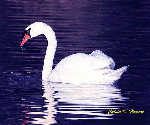 Magnificent Mute Swan South Stormont, ON