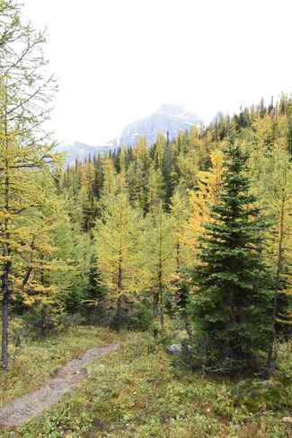 The beautiful larches in September! Lake Louise, Alberta, CA