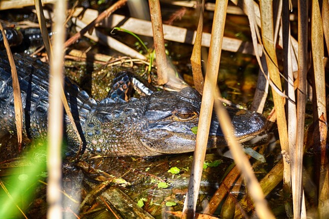 alligators tampa bay, florida, usa Tampa Bay, Florida, USA