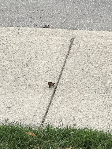 Monarch on sidewalk Etobicoke, Ontario, CA