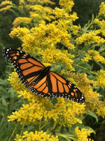 Monarch Ajax, Ontario, CA