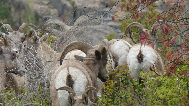 Big horn sheep Grand Forks, BC
