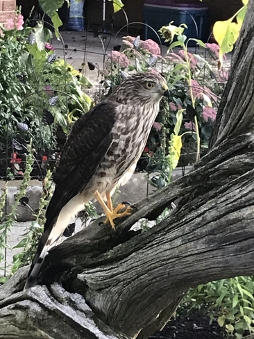 Sharp-shin hawk flew into my window around 6:30 pm. He took awhile to come to. Manilla, Ontario, CA