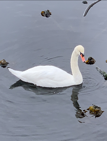 White swan Victoria, British Columbia, CA