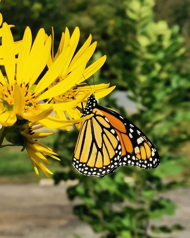 beautiful butterfly Huntsville, ON