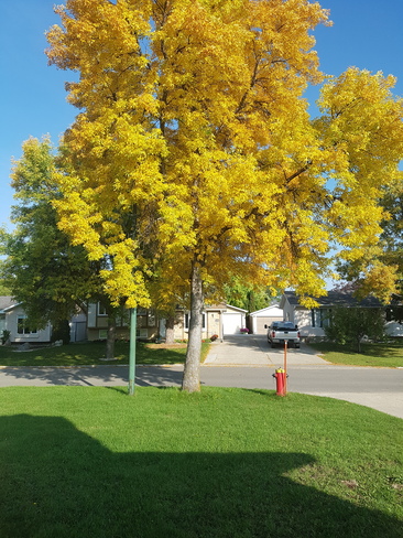 beauty of nature even in fall season Winnipeg, MB
