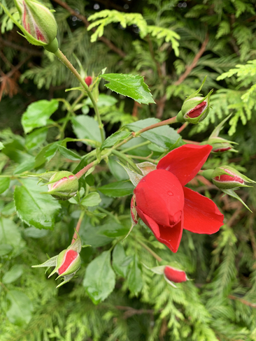 Cascade Red Roses Hope, British Columbia, CA