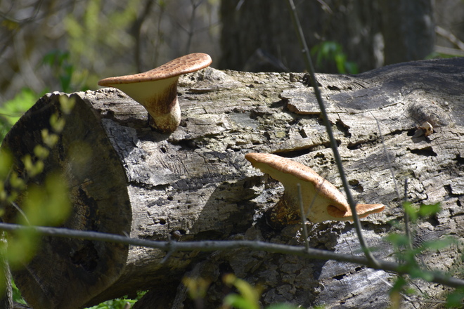 fungus Leamington, ON