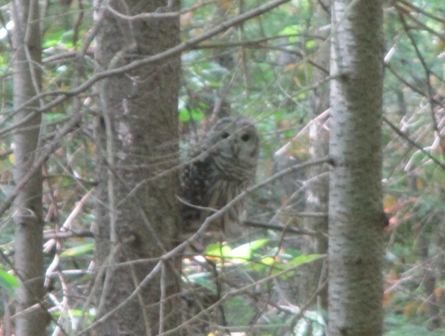 Barred Owl near Batawa trails Batawa Ski Hill, 99 Ski Club Ln, Batawa, ON K0K 1E0, Canada