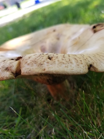 mushroom top Newcastle, ON