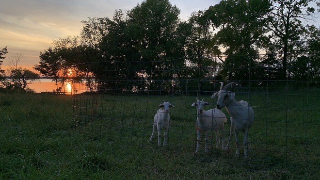 Goats enjoying the sunset Cressy, Ontario, CA