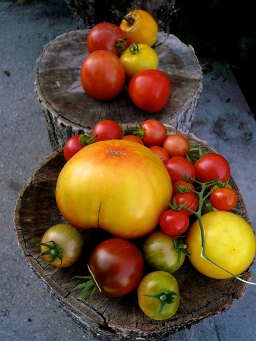 Bad Tomato Year? East Zorra-Tavistock, ON