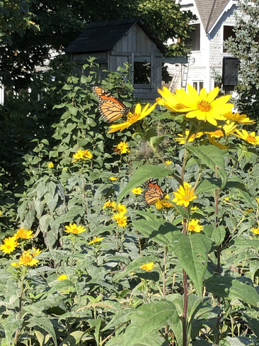Monarchs Hamilton, Ontario, CA