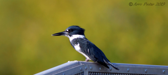 Belted Kingfisher Unnamed Road, Scarborough, ON M1M 3W3, Canada